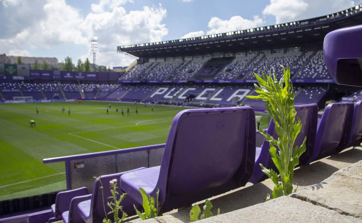 Gradas vacías de público y colonizadas por las plantas tras una temporada sin público