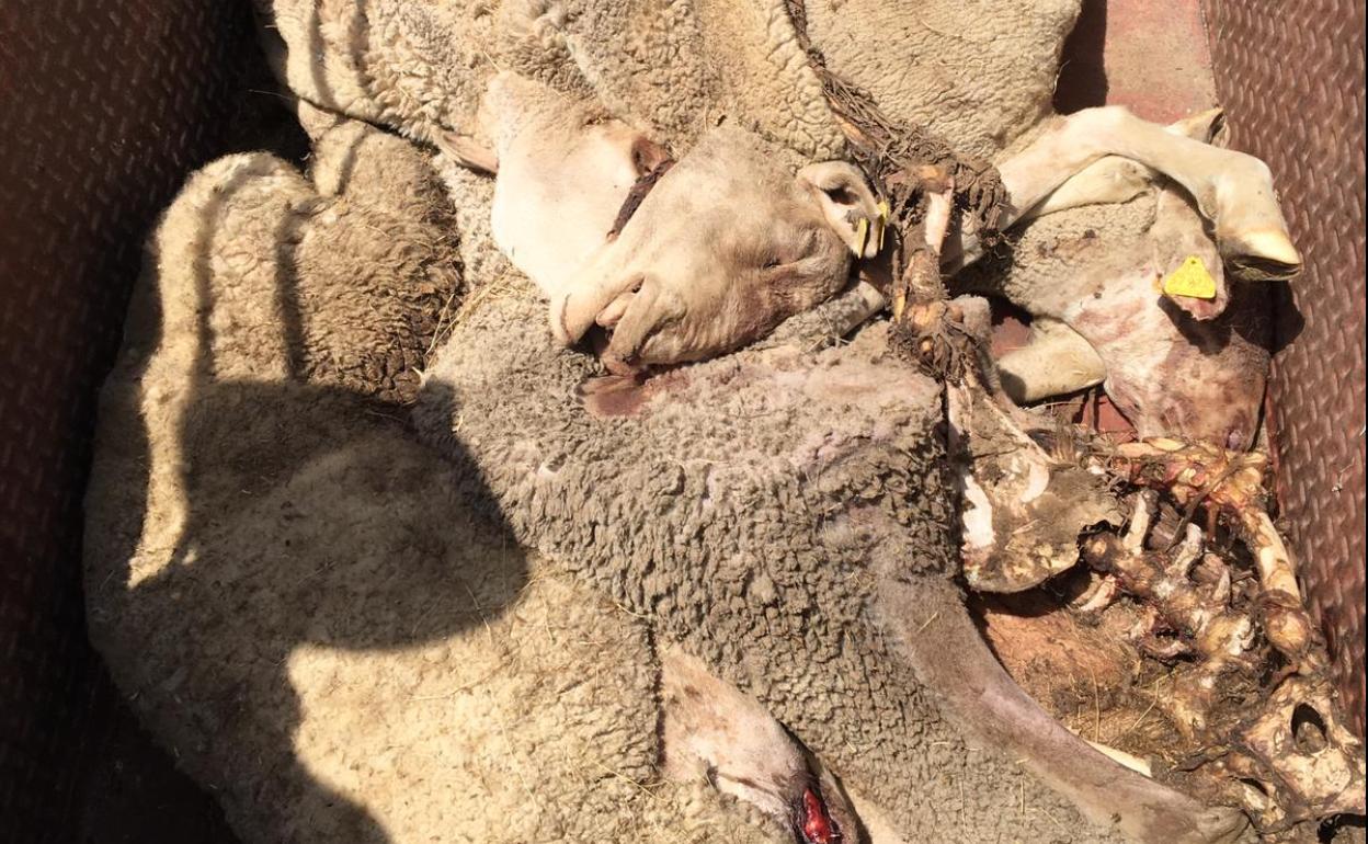 Imagen de las ovejas perdidas en el ataque. 