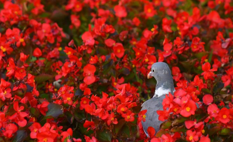 Una paloma entre las flores en la Plaza de San Juan. 