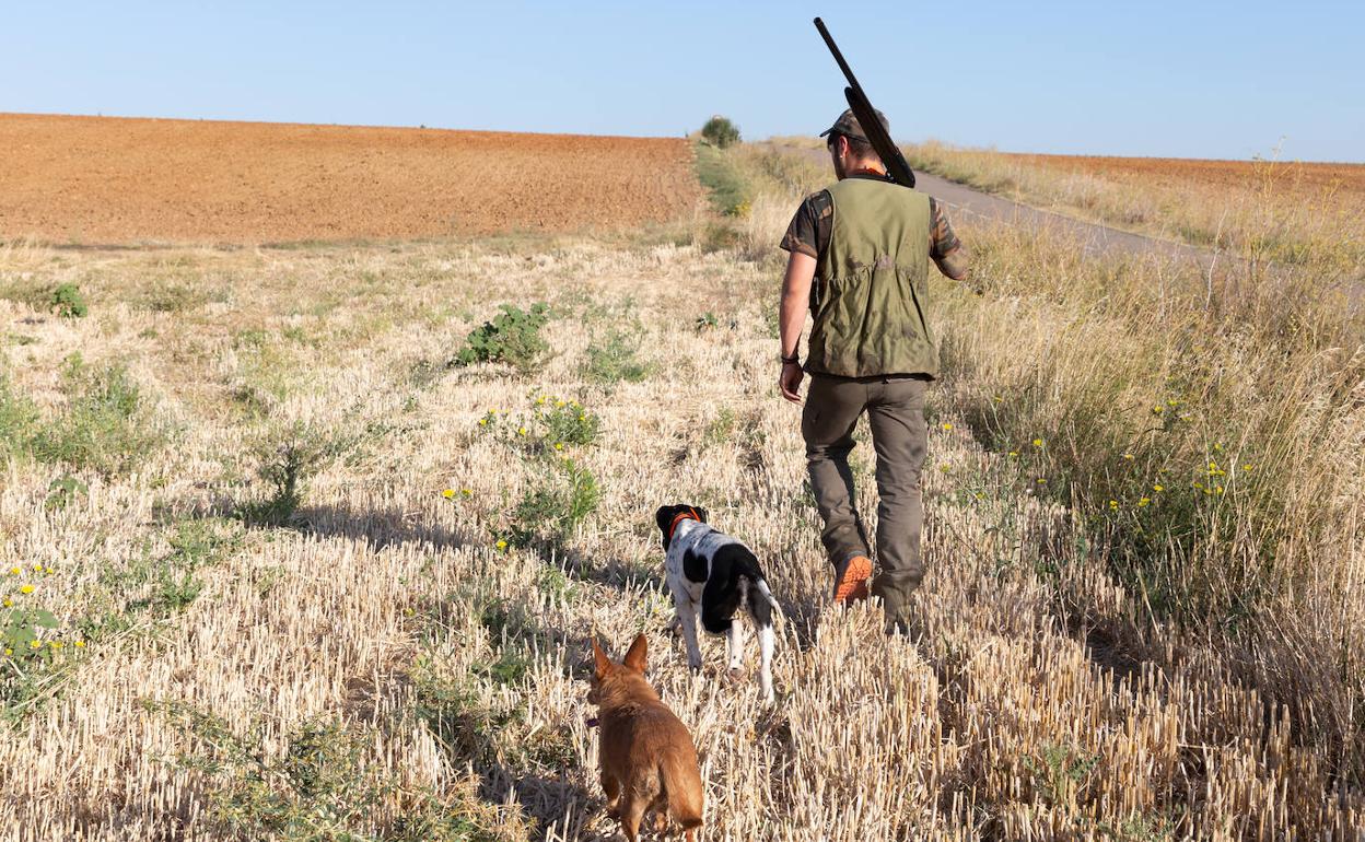 Castilla y León: Los cazadores lamentan una jornada «bastante floja» de codorniz