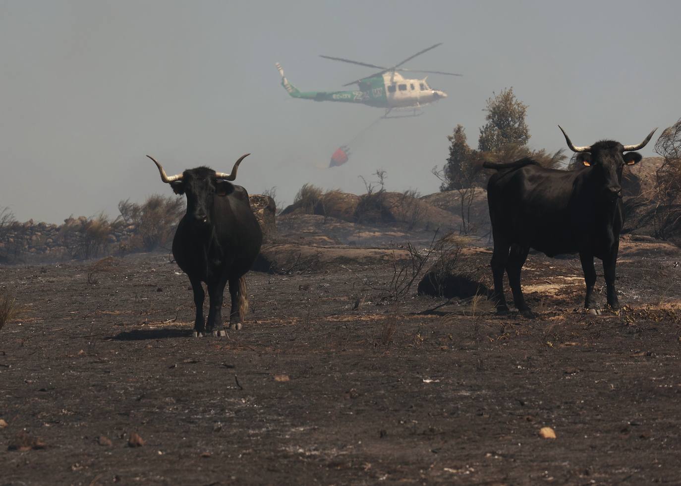 Fotos: Declarado en nivel 1 el incendio declarado en San Felices de Gallegos