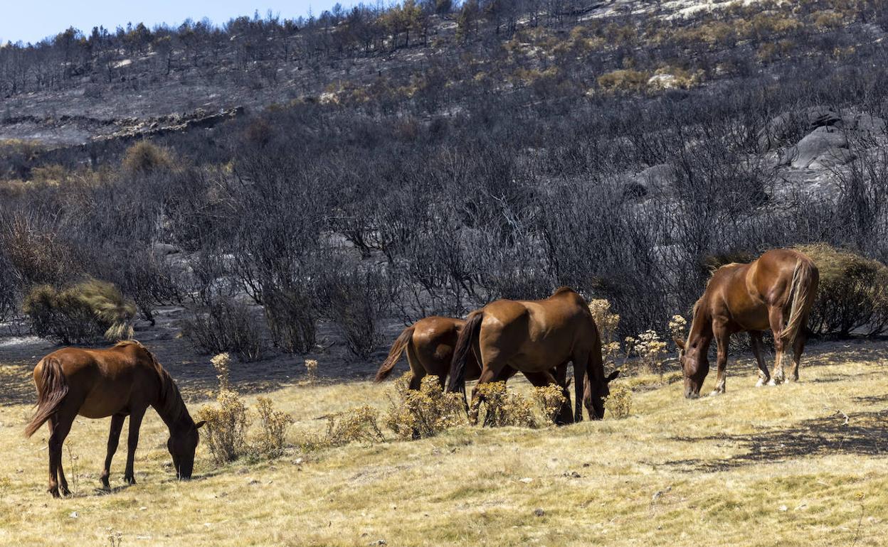 Caballos pastan cerca de una zona calcinada por el incendio de Navalacruz.