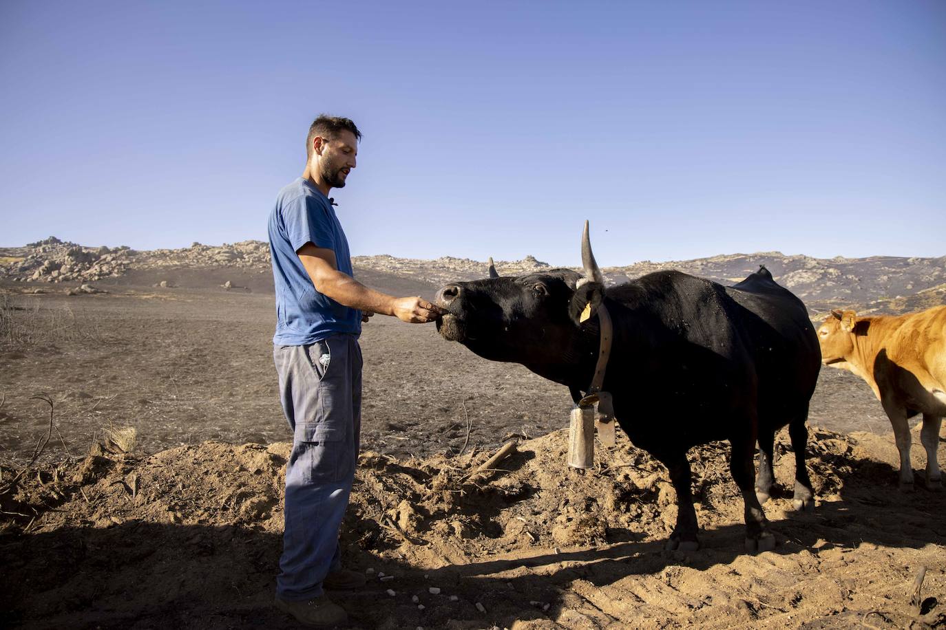 Pedro San Segundo, ganadero, dando de comer a los animales. 