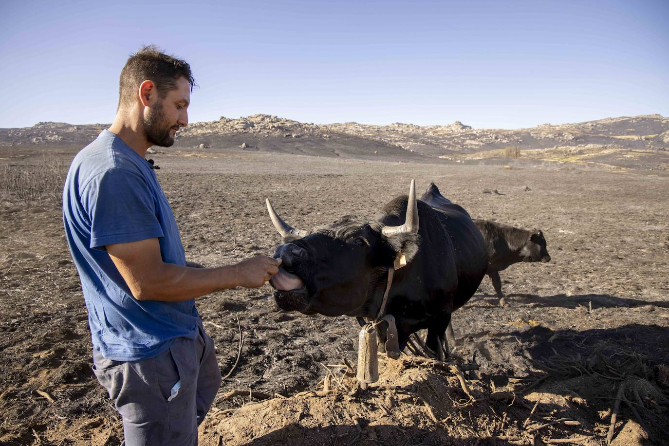 Pedro San Segundo, ganadero, dando de comer a los animales. 