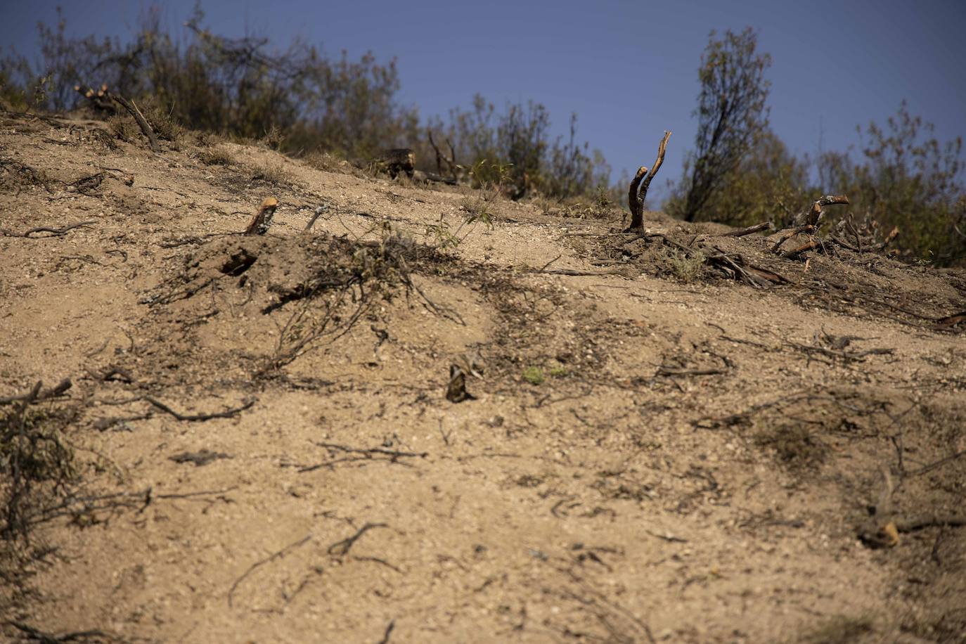 La zona afectada por el incendio de Navalacruz. 