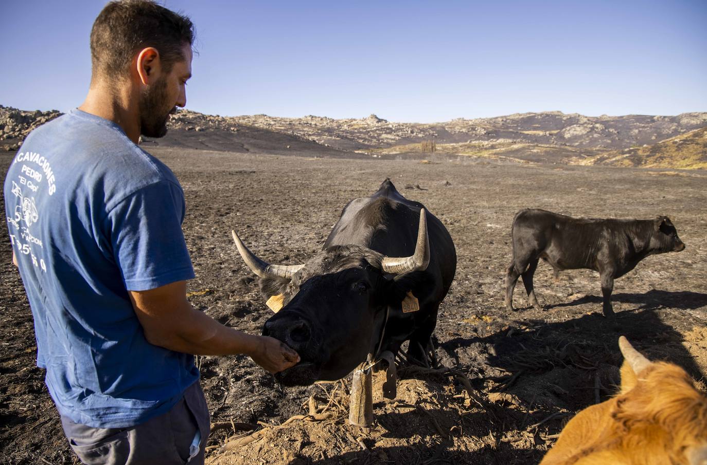 Pedro San Segundo, ganadero, dando de comer a los animales. 