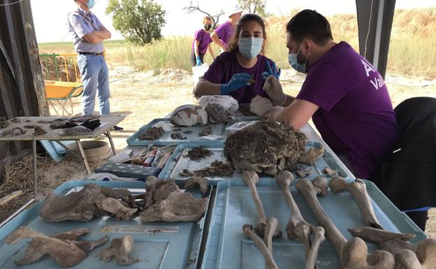 Colaboradores de la ARMH clasifican restos humanos de la fosa.