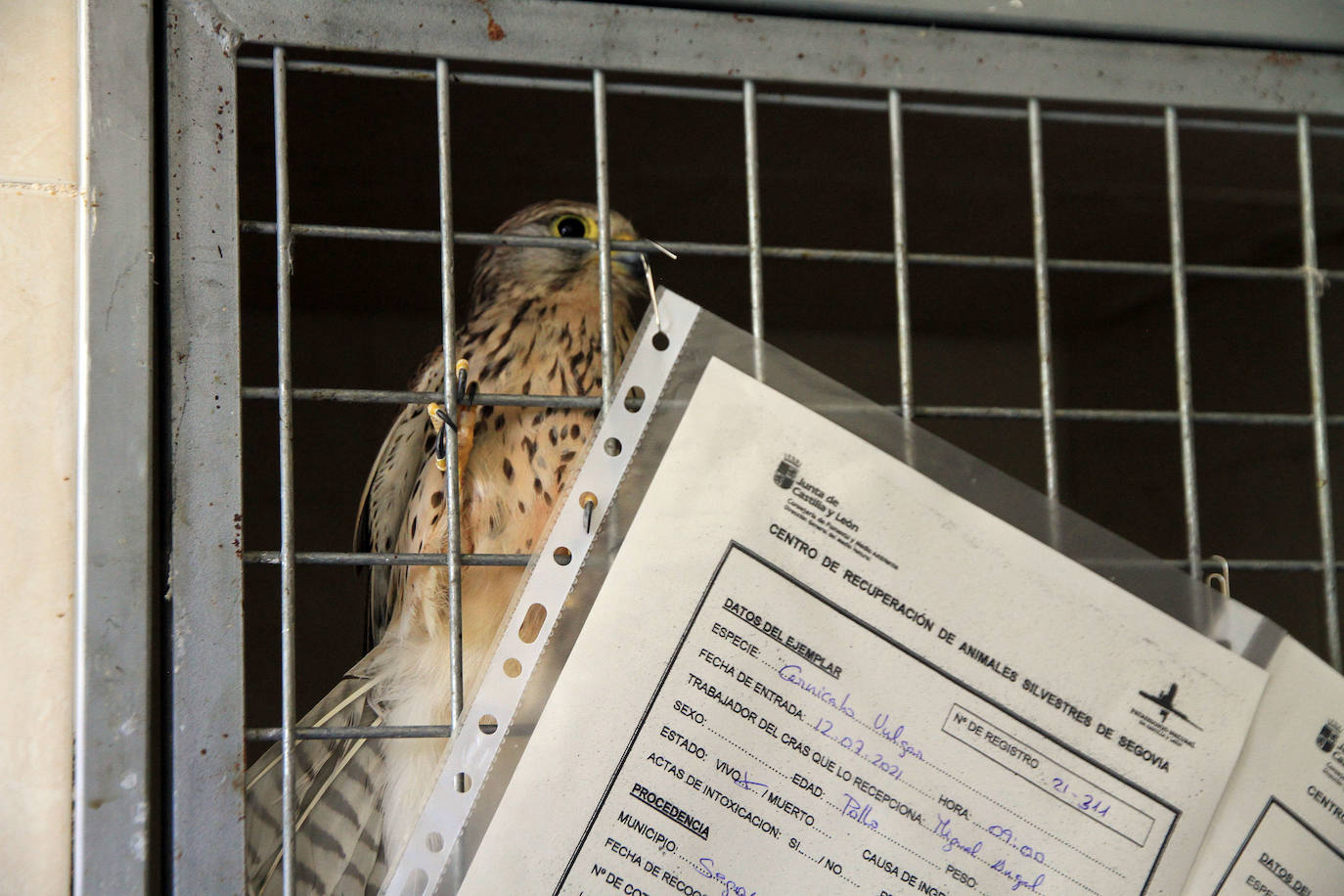 Una de las aves que llegaron al CRAS de Segovia.