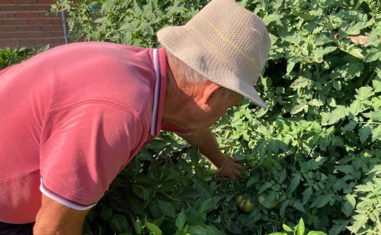 Javier muestra los tomates de su huerto.