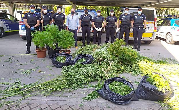 Desmantelan una plantación con cincuenta plantas de marihuana en Ponferrada