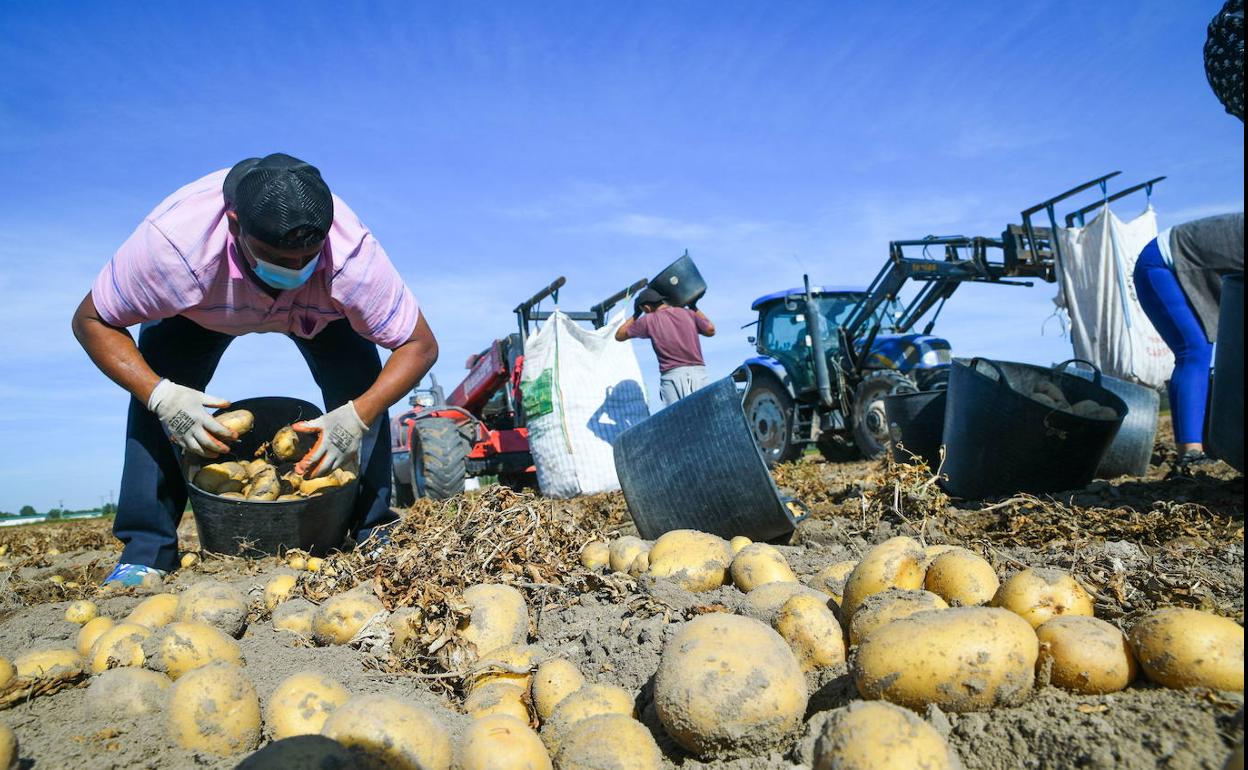 Recogida de patata esta campaña en la provincia de Valladolid. 