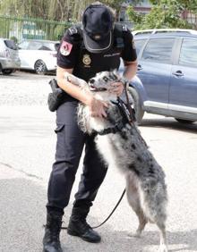 Imagen secundaria 2 - Risi y Renzo (arriba), Jannis (abajo izquierda) y Cleo (abajo derecha) son algunos de los canes que forman la Unidad de Guías Caninos de la Policía Nacional en Castilla y León. 