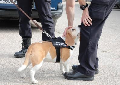 Imagen secundaria 1 - Risi y Renzo (arriba), Jannis (abajo izquierda) y Cleo (abajo derecha) son algunos de los canes que forman la Unidad de Guías Caninos de la Policía Nacional en Castilla y León. 