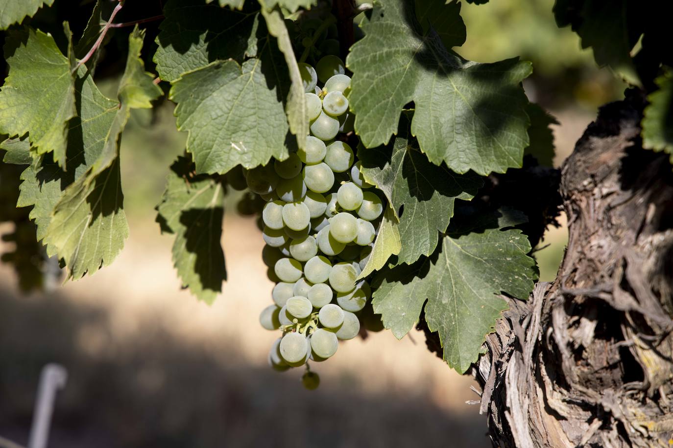Fotos: Primera vendimia en la provincia de Valladolid