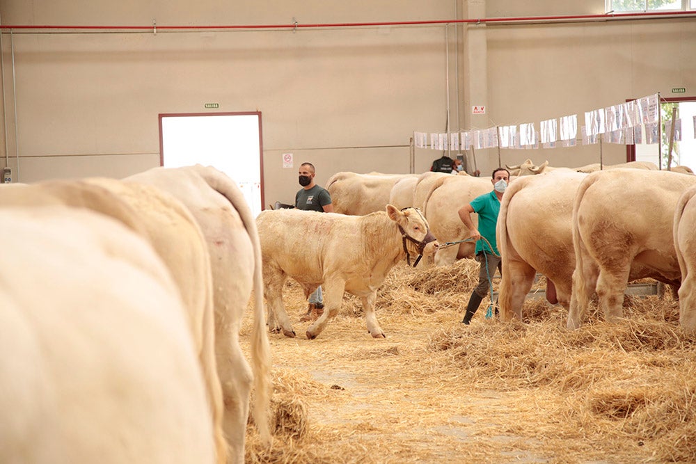 Salamaq, primera gran feria agrícola y ganadera que retoma la actividad tras la pandemia