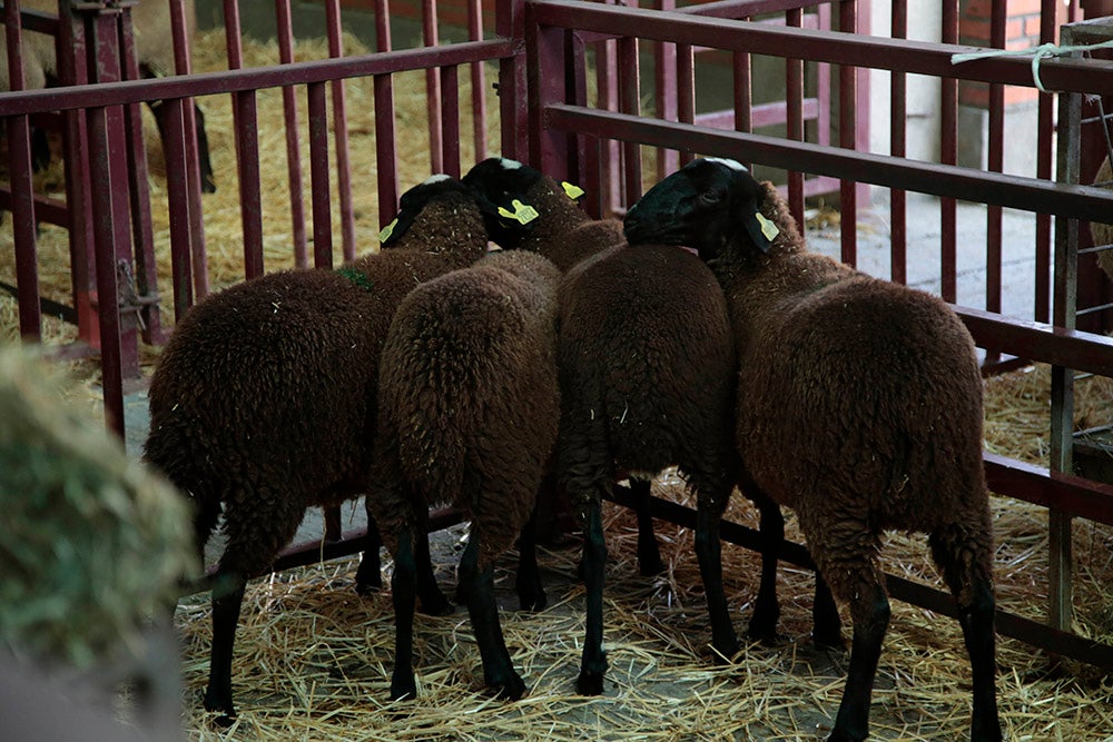 Salamaq, primera gran feria agrícola y ganadera que retoma la actividad tras la pandemia