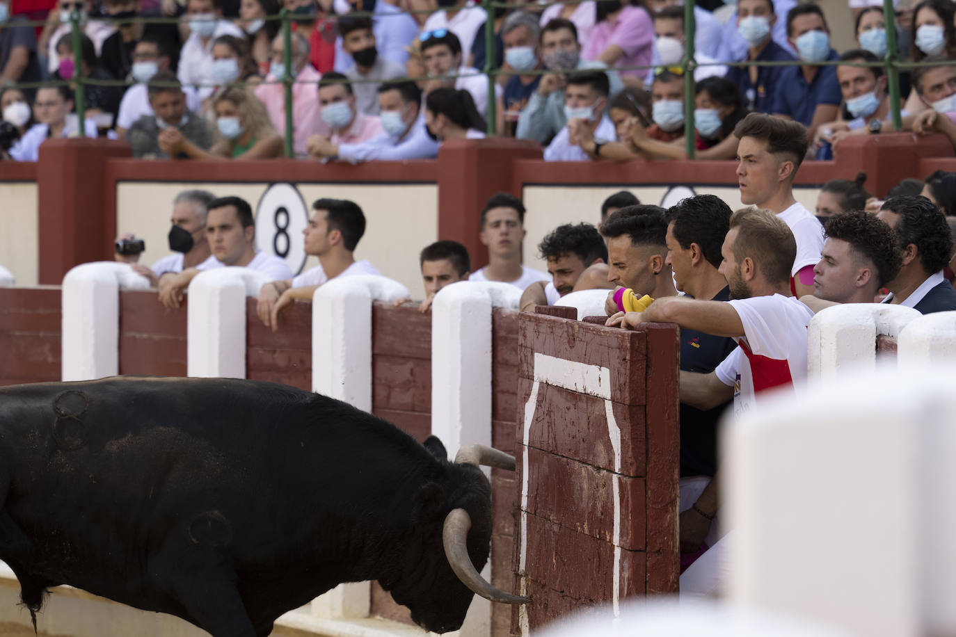 Fotos: Cortes. Liga del Corte Puro en la Plaza de Toros de Valladolid