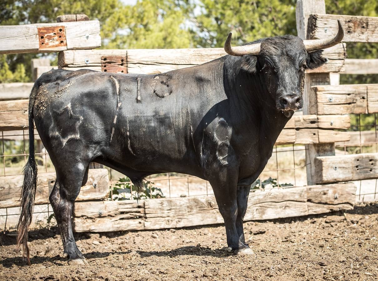 Fotos: Novillos de Jandilla para el concurso de cortes de Valladolid