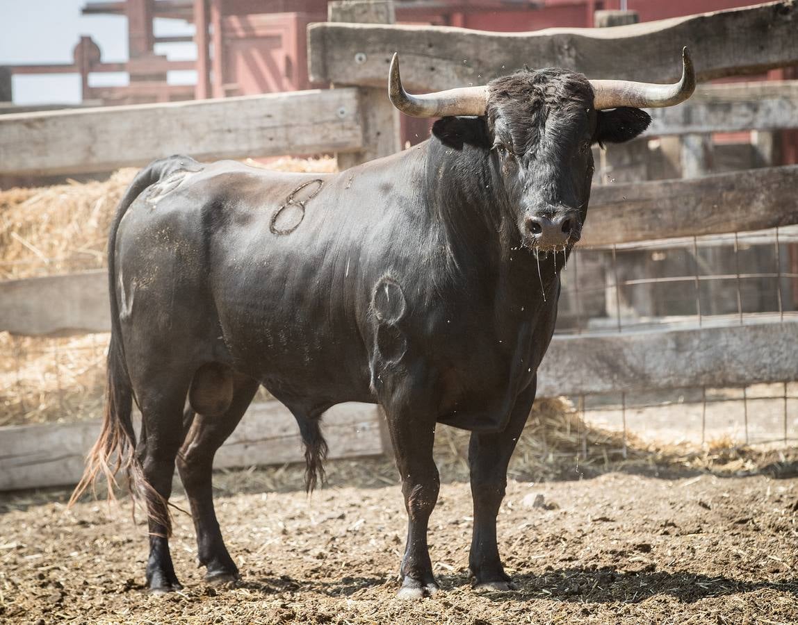 Fotos: Novillos de Jandilla para el concurso de cortes de Valladolid