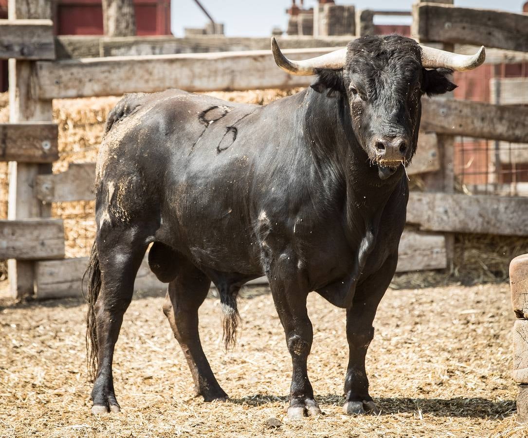 Fotos: Novillos de Jandilla para el concurso de cortes de Valladolid