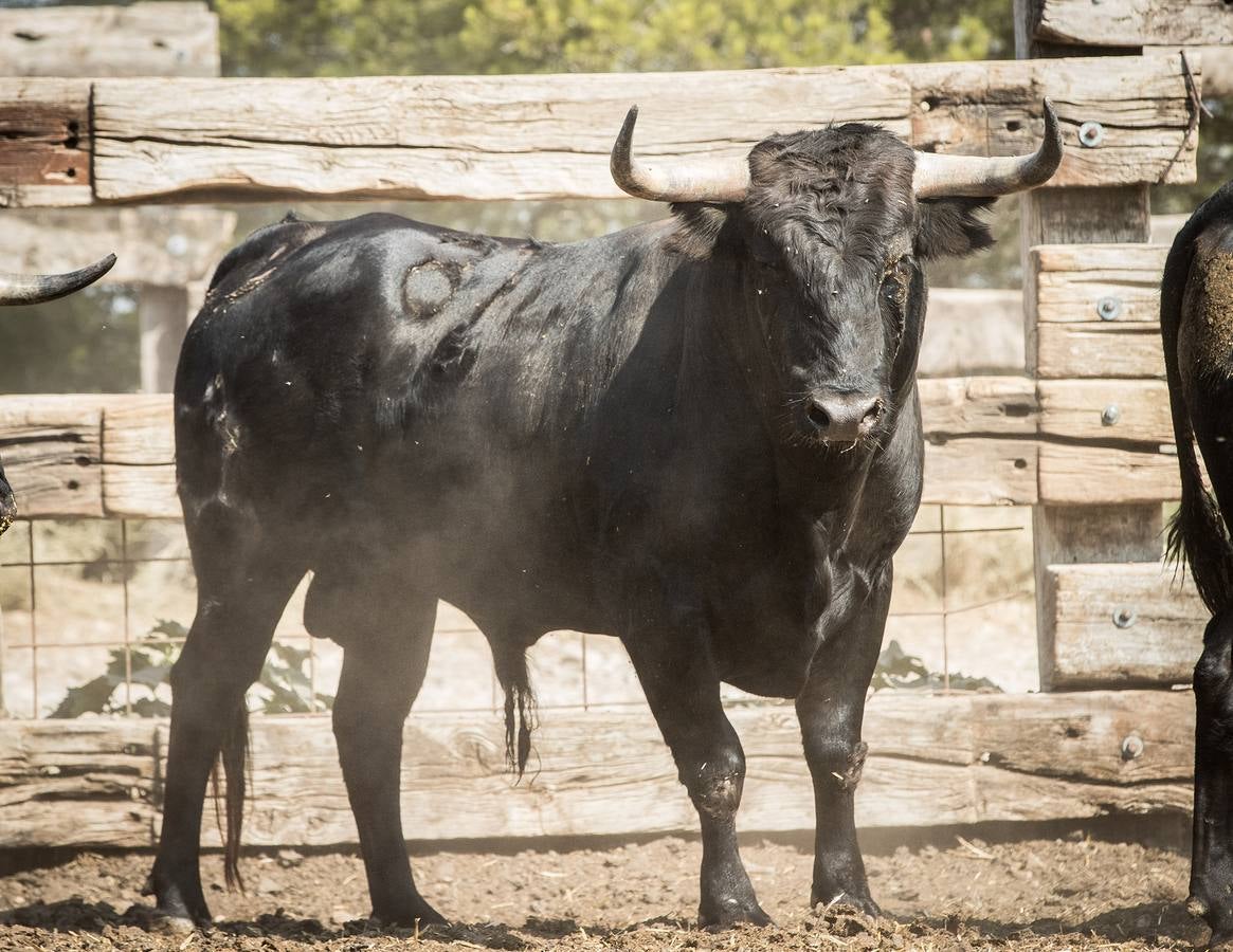 Fotos: Novillos de Jandilla para el concurso de cortes de Valladolid