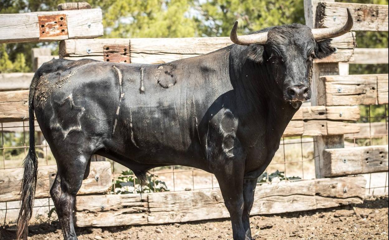 Uno de los novillos de Jandilla.