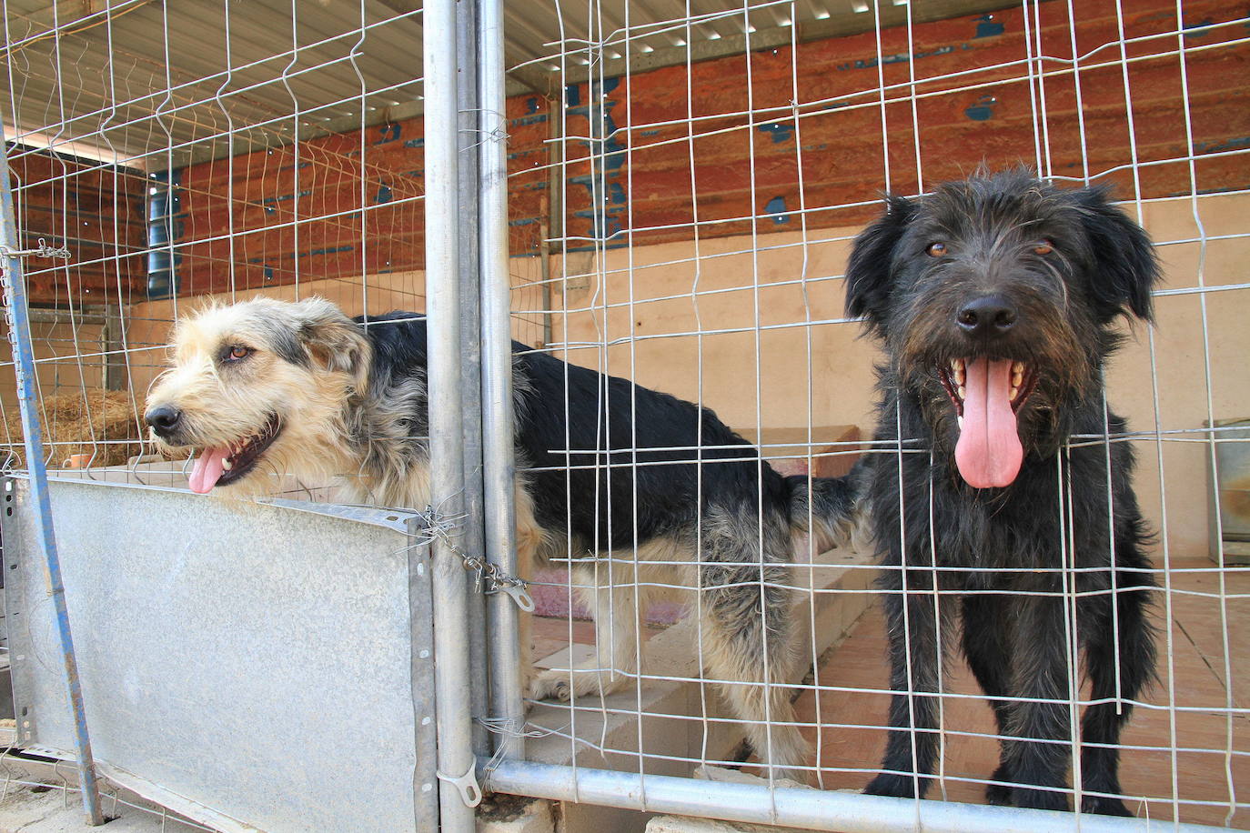 Dos perros que esperaban ser adoptados, en las instalaciones de Animalejos.