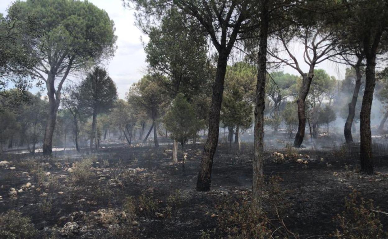 Los Bomberos sofocan un fuego entre Montemayor de Pililla y Torrescácela en Valladolid