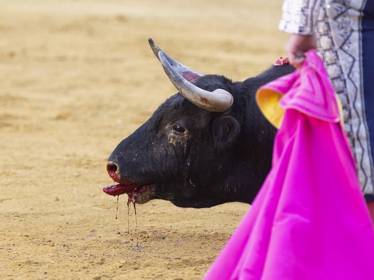 Primera corrida de la Feria Taurina de Valladolid.