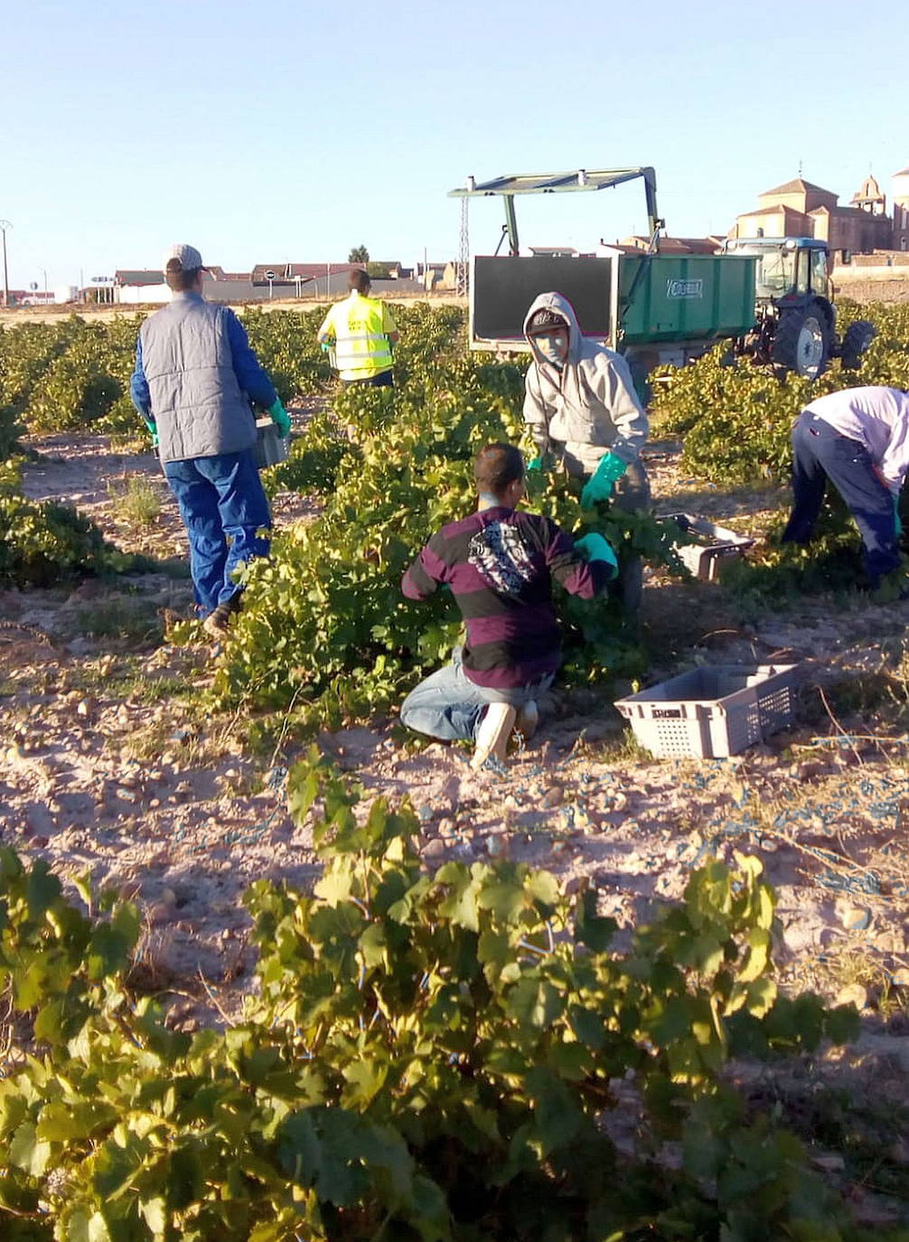 Temporeros recogen la uva durante la campaña del pasado año.