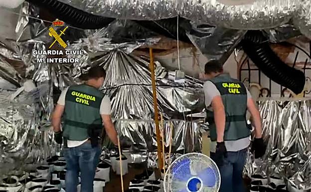 Imagen principal - Desmantelada una plantación de marihuana en Burgos