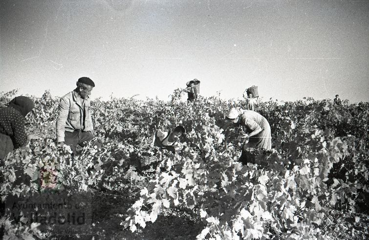 Fotos: La vendimia en Rueda y Nava del Rey en los años 50