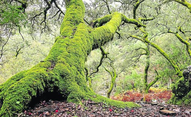 Uno de los árboles centenarios que guarda la senda que baja hacia el valle de Batuecas, paralelo al río del mismo nombre y que se sitúa a apenas dos kilómetros del convento del valle.