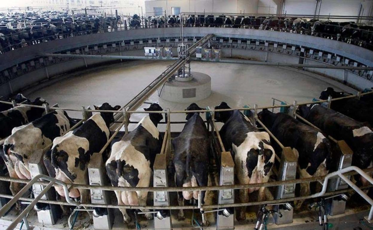 Macrovaquería
