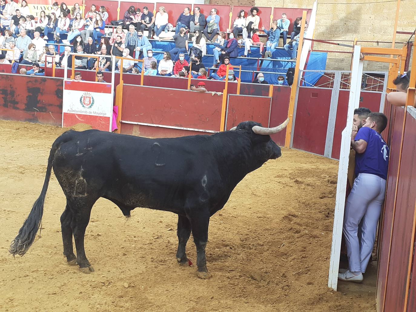 Fotos: Concurso de cortes Villa de Mayorga