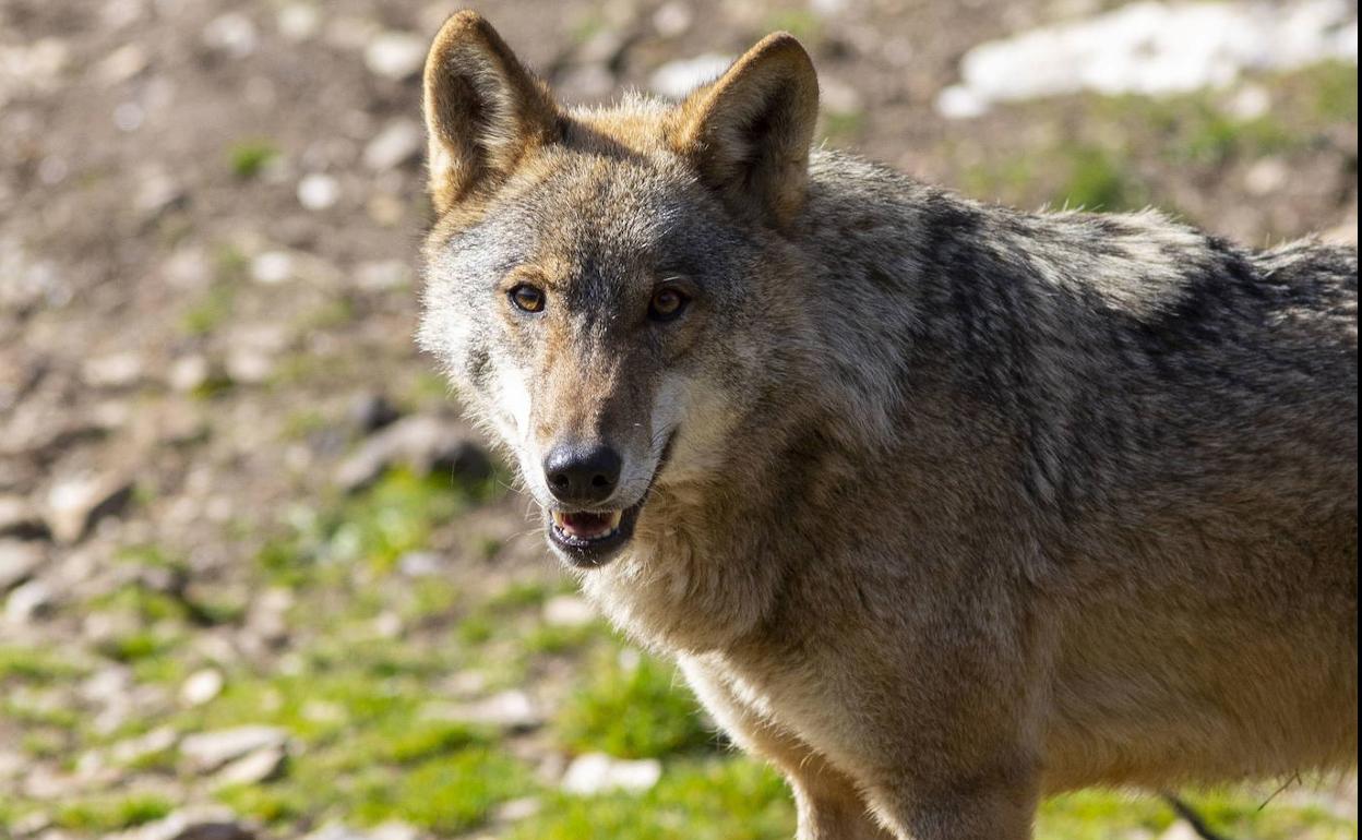 Ejemplar de lobo en el Centro del Lobo Ibérico Félix de Puebla de Sanabria.