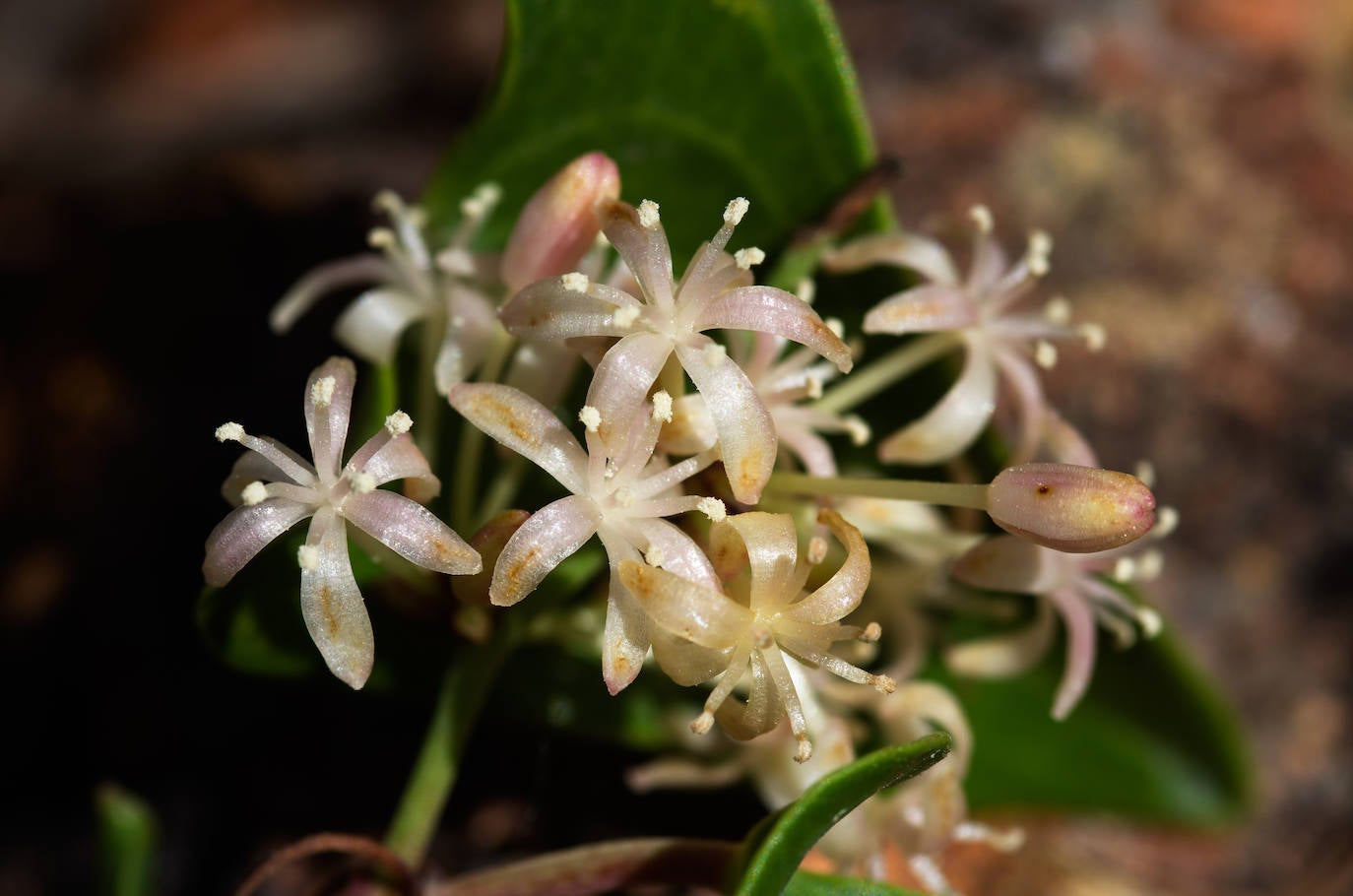 Smilax Aspera