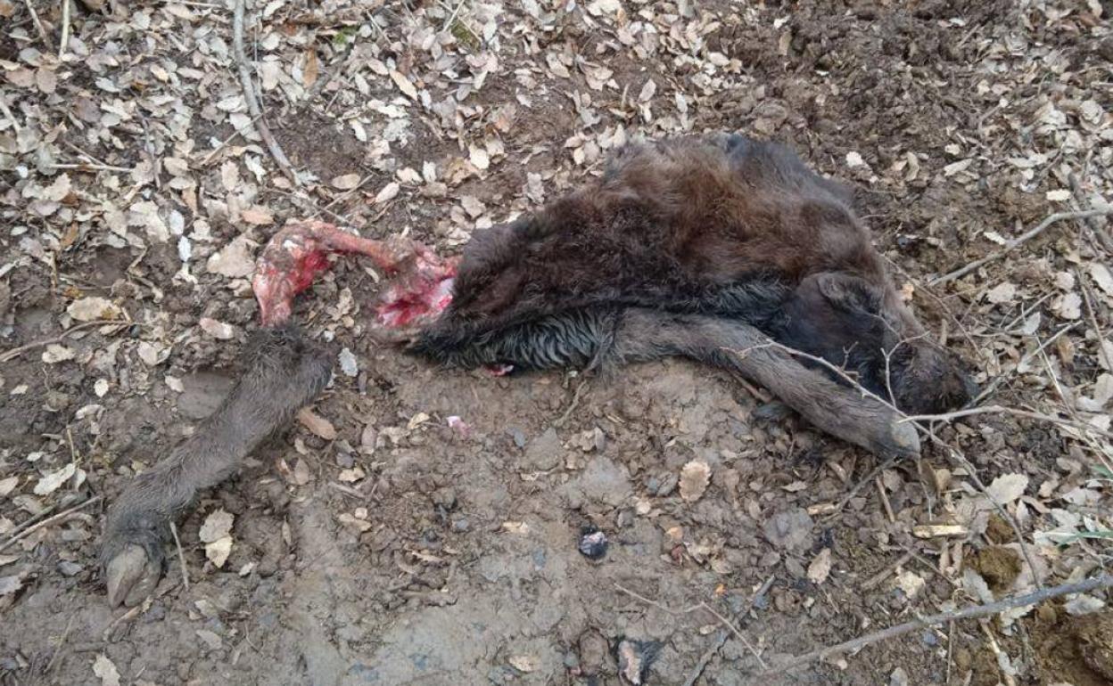 Ataque de lobos en la provincia de Palencia este año. 