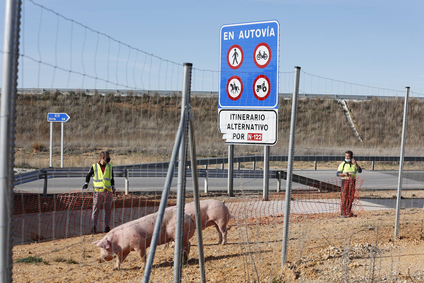 Fotos: Vuelco de un camión que transportaba cerdos en la N-122