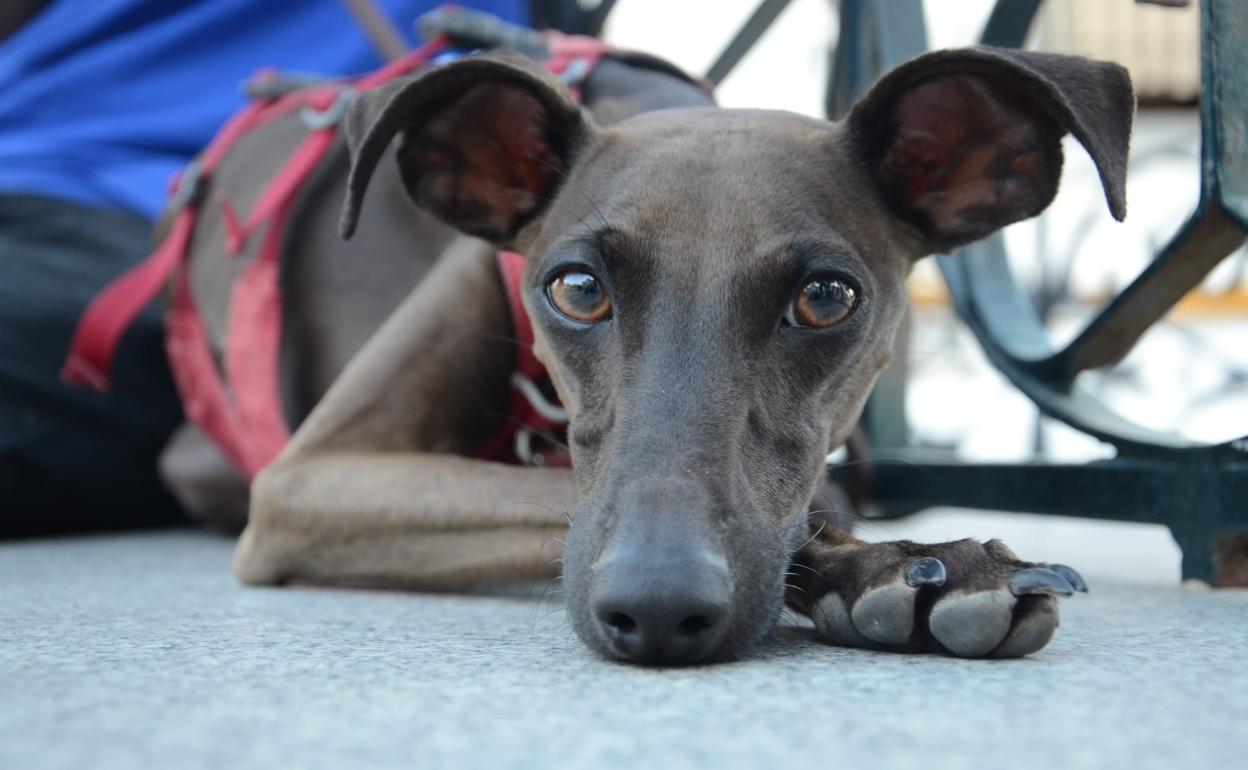 Un galgo italiano. 