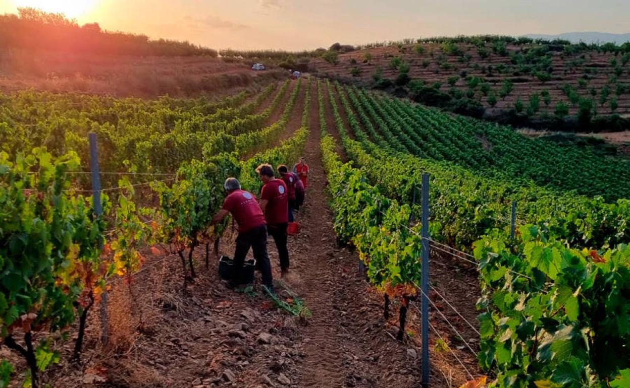 Vendimia en la DOP Sierra de Salamanca. 