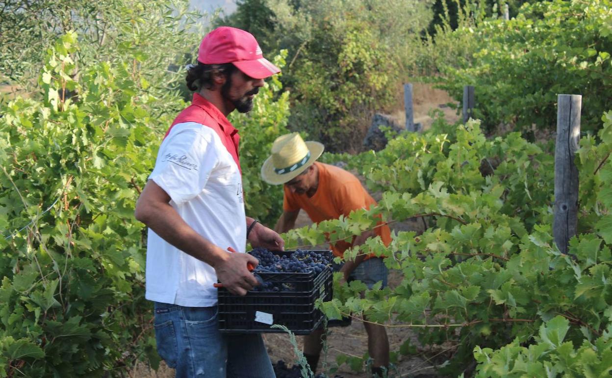 Anterior vendimia en la Sierra de Salamanca. 