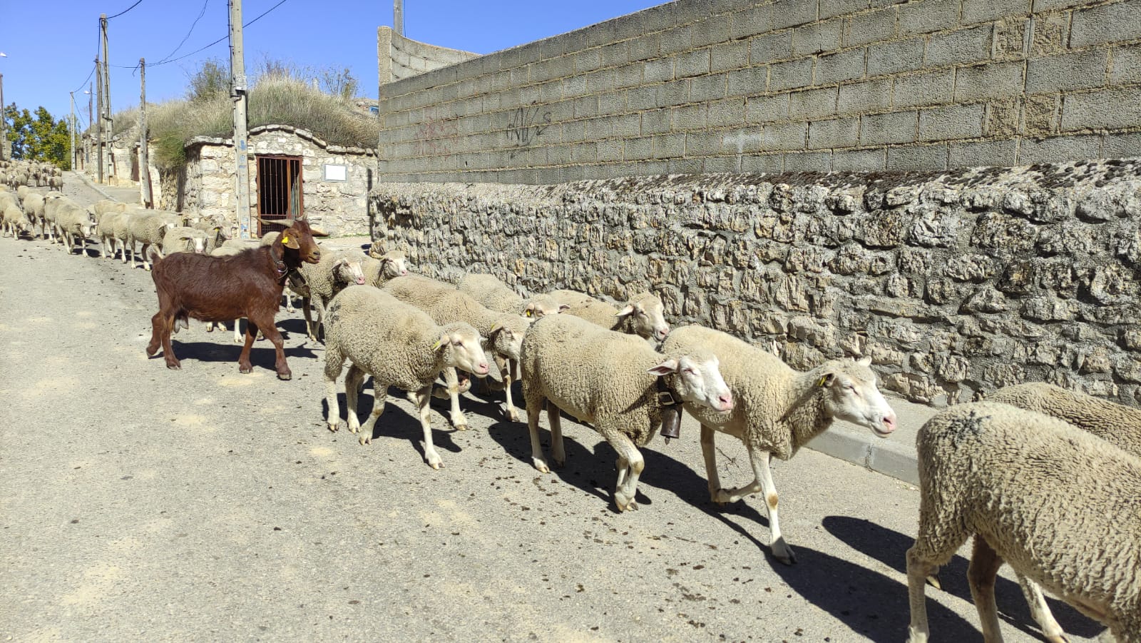 Fotos: Un rebaño de ovejas trashumantes cruza Mucientes