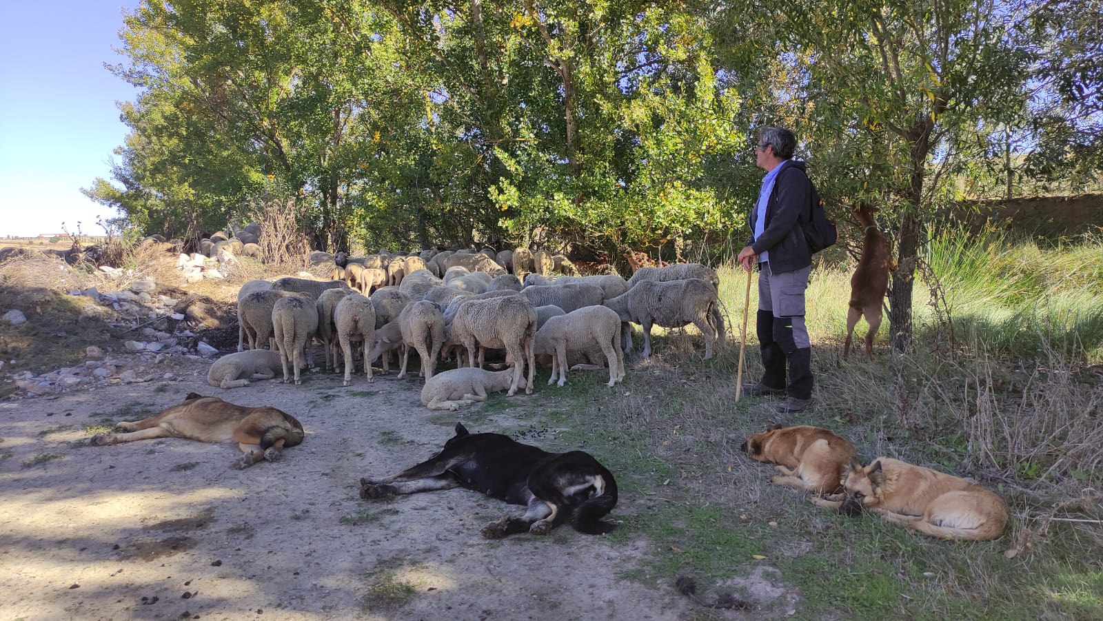 Fotos: Un rebaño de ovejas trashumantes cruza Mucientes