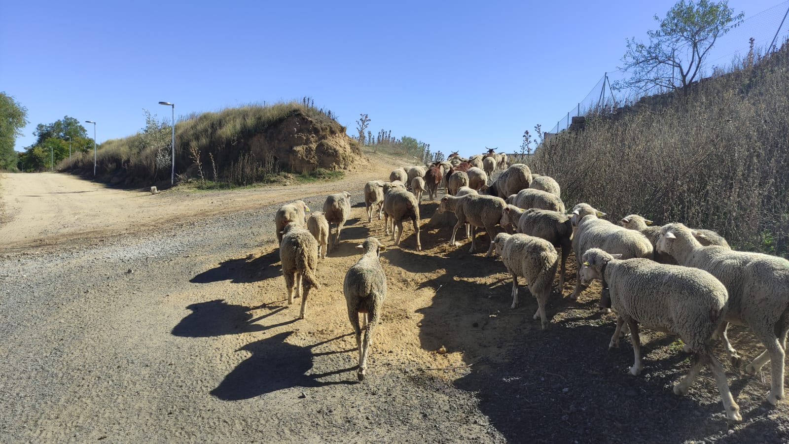 Fotos: Un rebaño de ovejas trashumantes cruza Mucientes