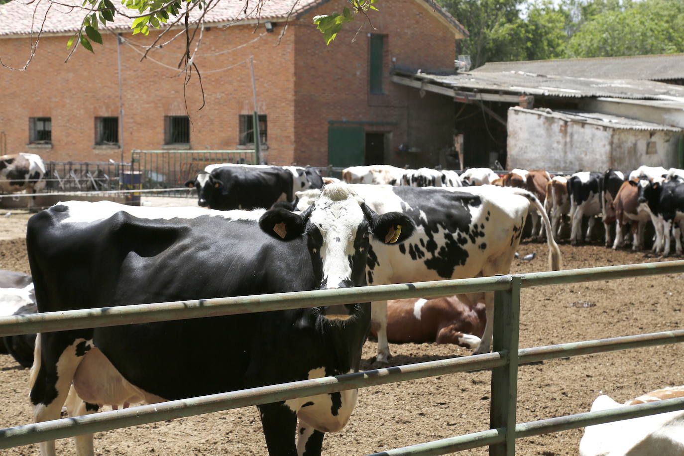 Explotación de ganado vacuno.