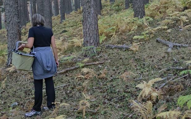 Una mujer, cesta en mano, en una salida al monte para buscar setas este año. 