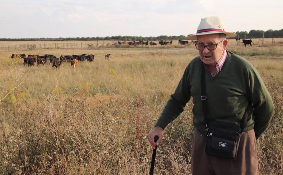 Luis de la Viuda, en el campo con las reses de Victoriano del Río al fondo. 