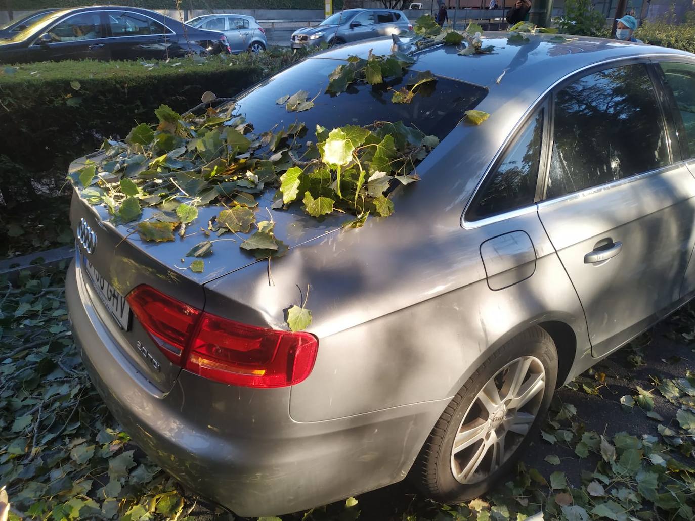 Un árbol ha caído en el paseo Isabel la Católica.