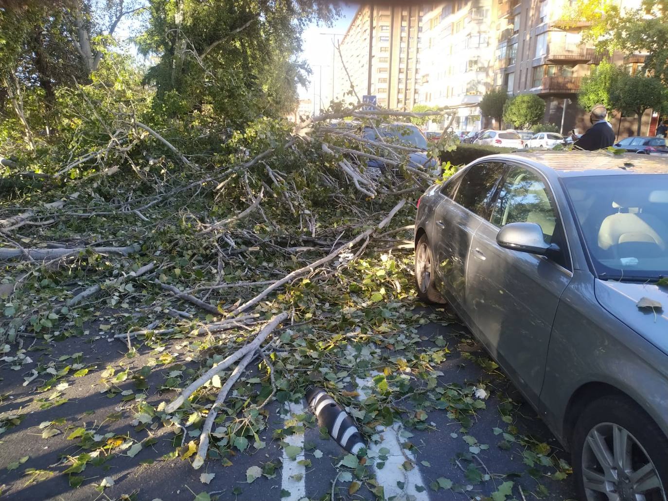 Un árbol ha caído en el paseo Isabel la Católica.